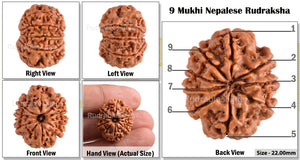 9 Mukhi Nepalese Rudraksha - Bead No. 86