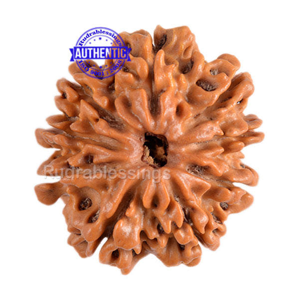 9 Mukhi Nepalese Rudraksha - Bead No. 87