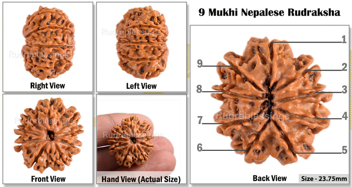 9 Mukhi Nepalese Rudraksha - Bead No. 87