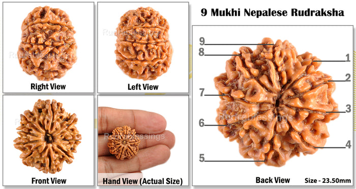 9 Mukhi Nepalese Rudraksha - Bead No. 88