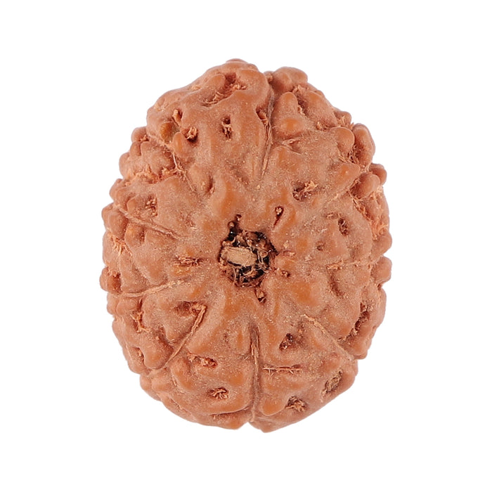 9 Mukhi Rudraksha from Indonesia - Bead No. 89