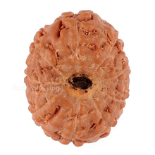 Load image into Gallery viewer, 9 Mukhi Rudraksha from Indonesia - Bead No. 89
