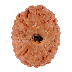 9 Mukhi Rudraksha from Indonesia - Bead No. 89