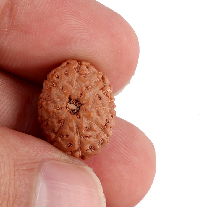 9 Mukhi Rudraksha from Indonesia - Bead No. 89