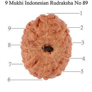 9 Mukhi Rudraksha from Indonesia - Bead No. 89