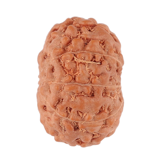 9 Mukhi Rudraksha from Indonesia - Bead No. 89