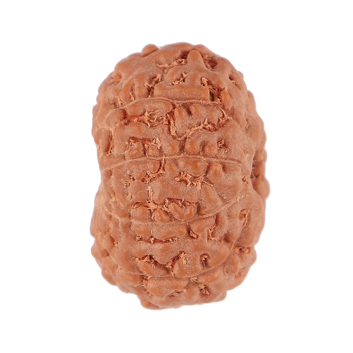 9 Mukhi Rudraksha from Indonesia - Bead No. 89