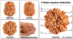 9 Mukhi Nepalese Rudraksha - Bead No. 89