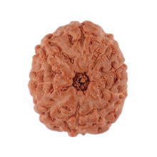 Load image into Gallery viewer, 9 Mukhi Rudraksha from Indonesia - Bead No. 90
