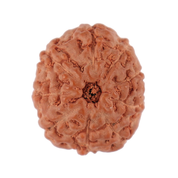 9 Mukhi Rudraksha from Indonesia - Bead No. 90