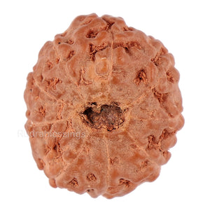 9 Mukhi Rudraksha from Indonesia - Bead No. 90