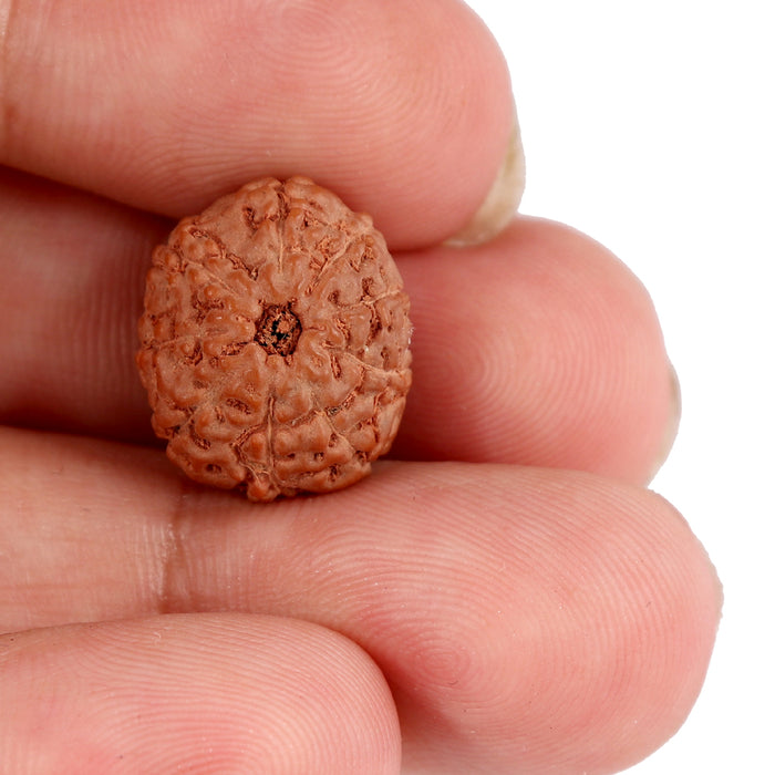 9 Mukhi Rudraksha from Indonesia - Bead No. 90