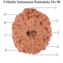 Load image into Gallery viewer, 9 Mukhi Rudraksha from Indonesia - Bead No. 90
