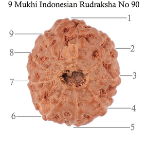 9 Mukhi Rudraksha from Indonesia - Bead No. 90