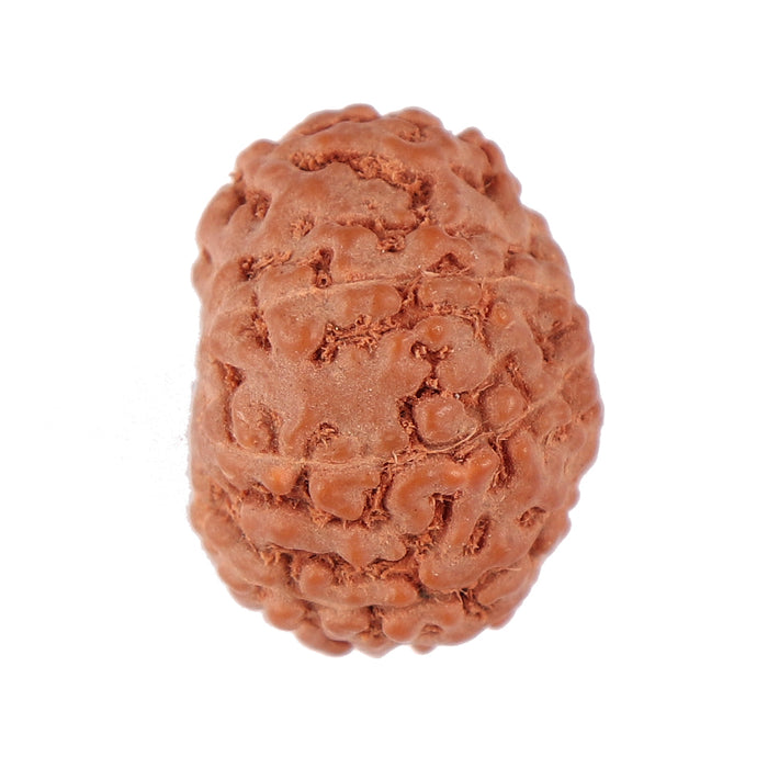 9 Mukhi Rudraksha from Indonesia - Bead No. 90