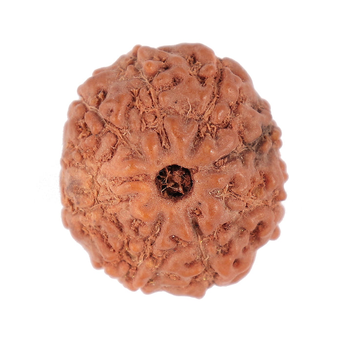 9 Mukhi Rudraksha from Indonesia - Bead No. 93