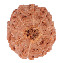 Load image into Gallery viewer, 9 Mukhi Rudraksha from Indonesia - Bead No. 93
