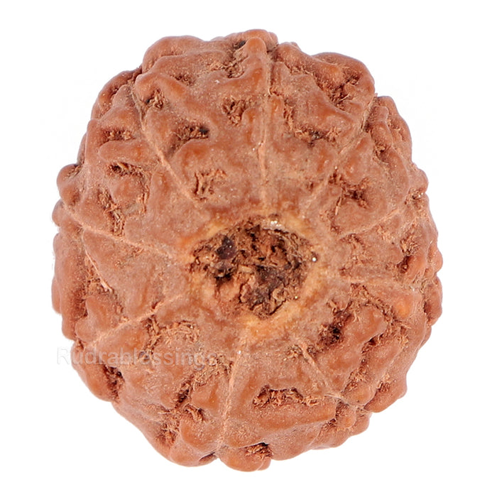 9 Mukhi Rudraksha from Indonesia - Bead No. 93