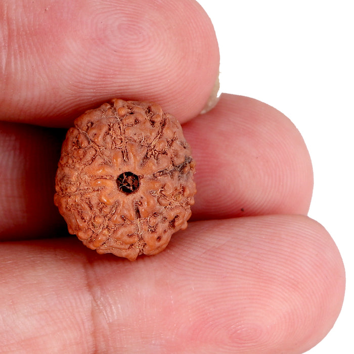 9 Mukhi Rudraksha from Indonesia - Bead No. 93
