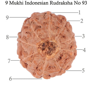 9 Mukhi Rudraksha from Indonesia - Bead No. 93