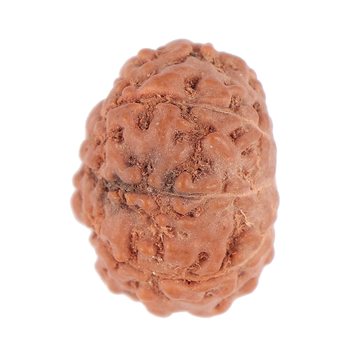 9 Mukhi Rudraksha from Indonesia - Bead No. 93