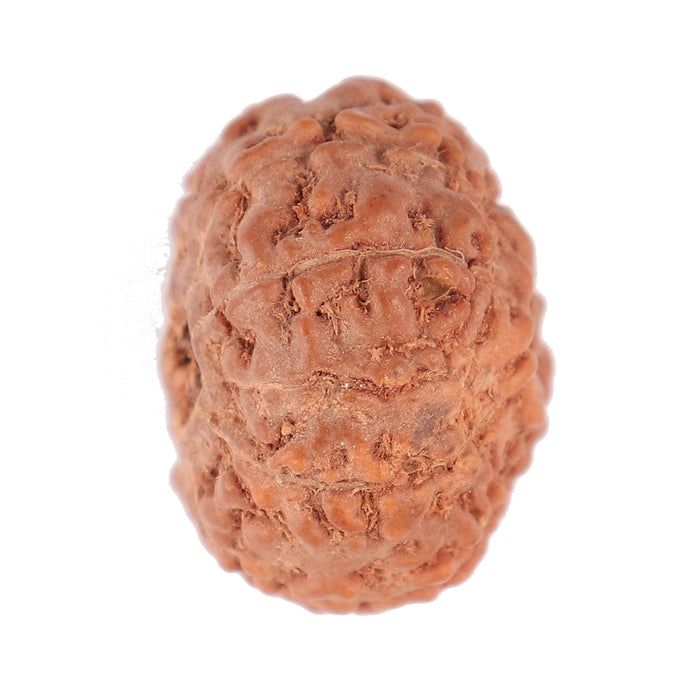 9 Mukhi Rudraksha from Indonesia - Bead No. 93