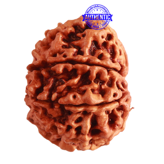 9 Mukhi Nepalese Rudraksha - Bead No. 311