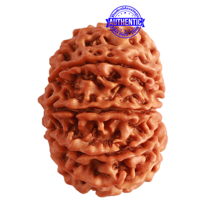 9 Mukhi Nepalese Rudraksha - Bead No. 312