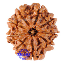 Load image into Gallery viewer, 9 Mukhi Nepalese Rudraksha - Bead No. 48
