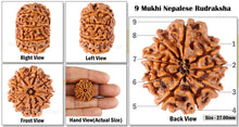Load image into Gallery viewer, 9 Mukhi Nepalese Rudraksha - Bead No. 48
