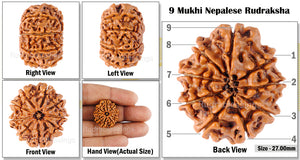 9 Mukhi Nepalese Rudraksha - Bead No. 48