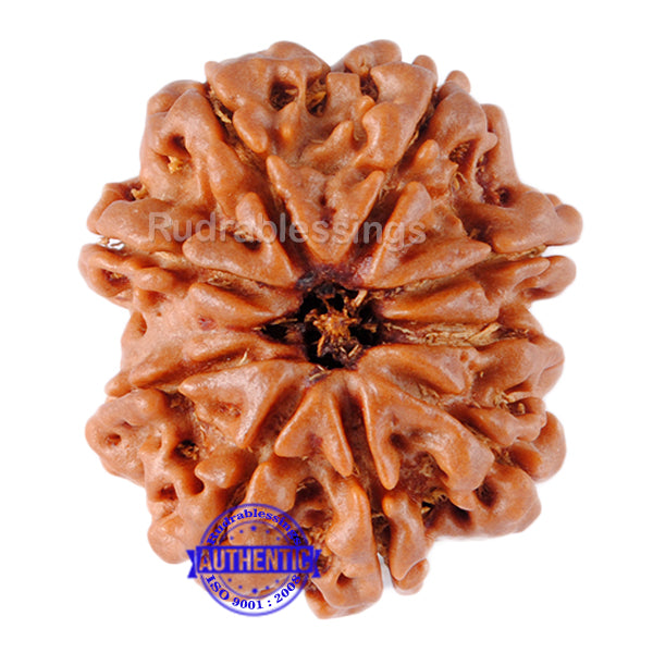 9 Mukhi Nepalese Rudraksha - Bead No. 49