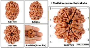 9 Mukhi Nepalese Rudraksha - Bead No. 49