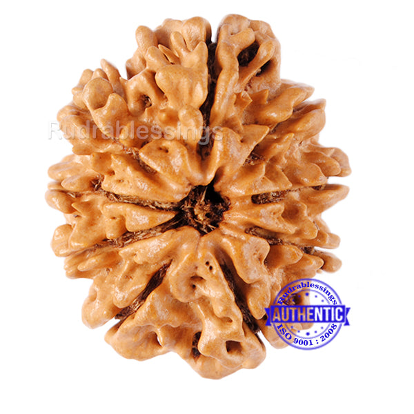 9 Mukhi Nepalese Rudraksha - Bead No. 50