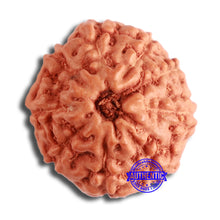Load image into Gallery viewer, 9 Mukhi Rudraksha from Indonesia - Bead No. 104
