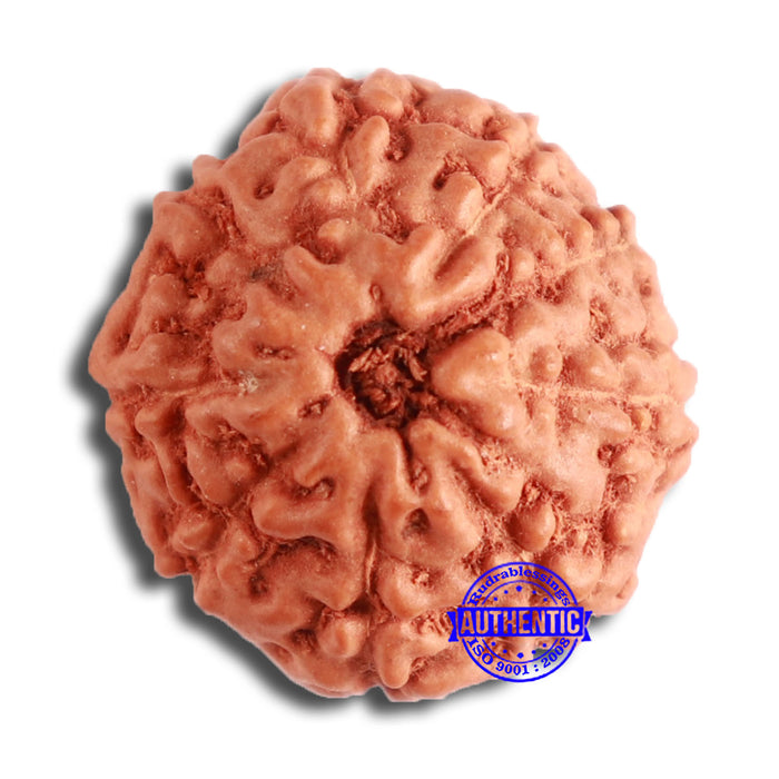 9 Mukhi Rudraksha from Indonesia - Bead No. 104