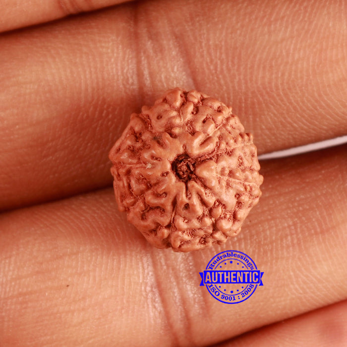 9 Mukhi Rudraksha from Indonesia - Bead No. 104