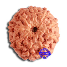 Load image into Gallery viewer, 9 Mukhi Rudraksha from Indonesia - Bead No. 112
