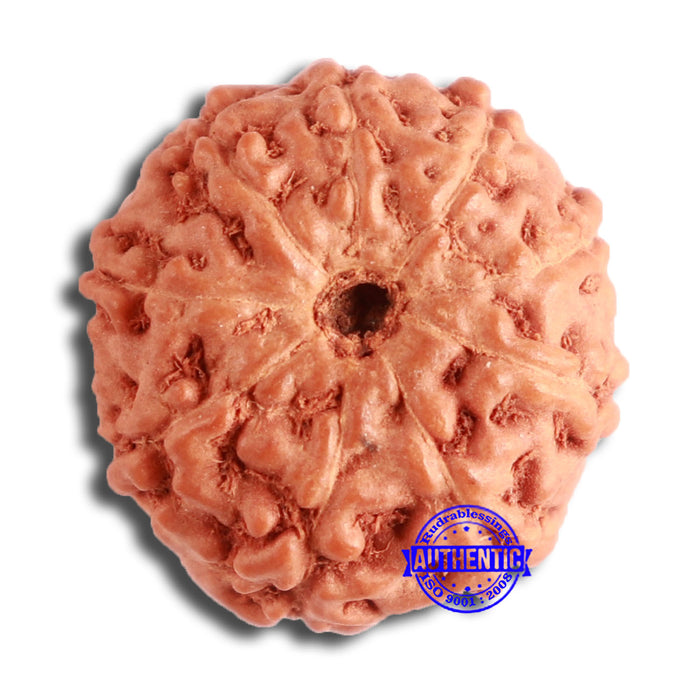 9 Mukhi Rudraksha from Indonesia - Bead No. 112