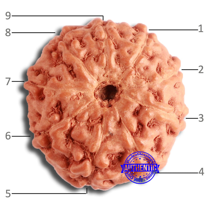 9 Mukhi Rudraksha from Indonesia - Bead No. 112