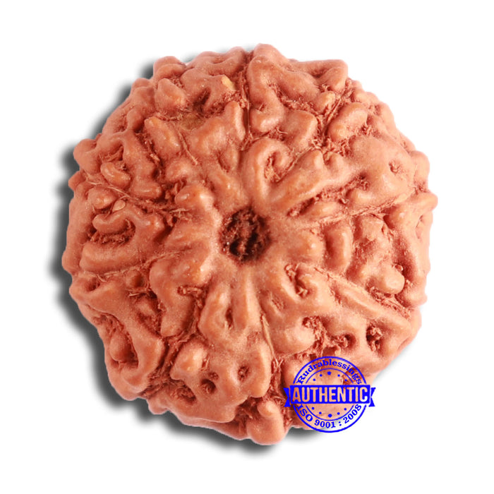 9 Mukhi Rudraksha from Indonesia - Bead No. 112