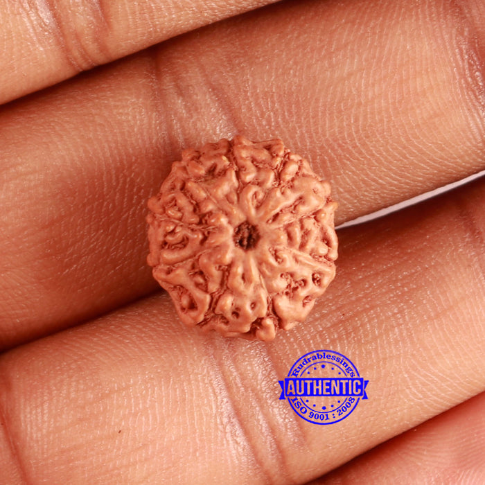 9 Mukhi Rudraksha from Indonesia - Bead No. 112