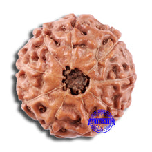 Load image into Gallery viewer, 9 Mukhi Rudraksha from Indonesia - Bead No. 11
