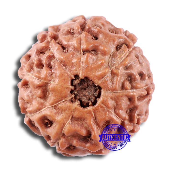 9 Mukhi Rudraksha from Indonesia - Bead No. 11