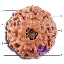 Load image into Gallery viewer, 9 Mukhi Rudraksha from Indonesia - Bead No. 11
