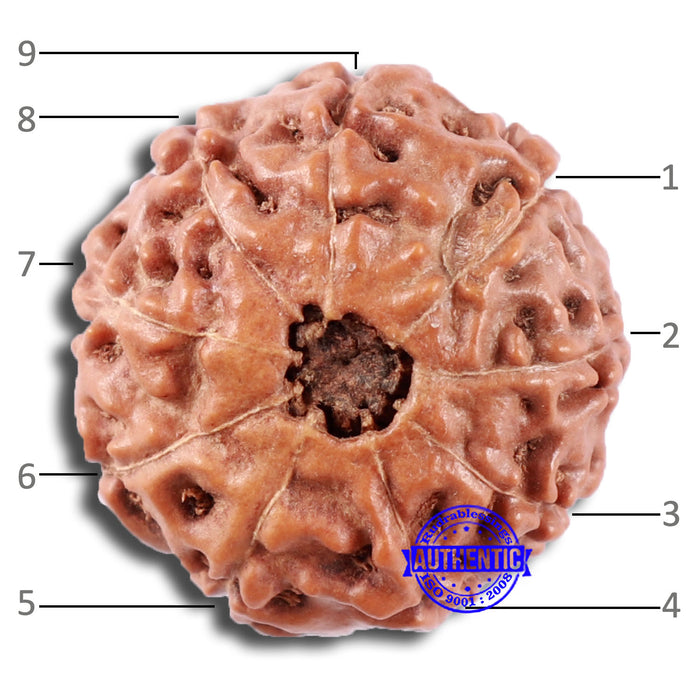9 Mukhi Rudraksha from Indonesia - Bead No. 11