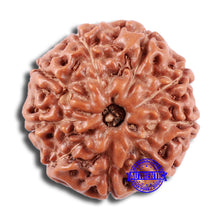 Load image into Gallery viewer, 9 Mukhi Rudraksha from Indonesia - Bead No. 11
