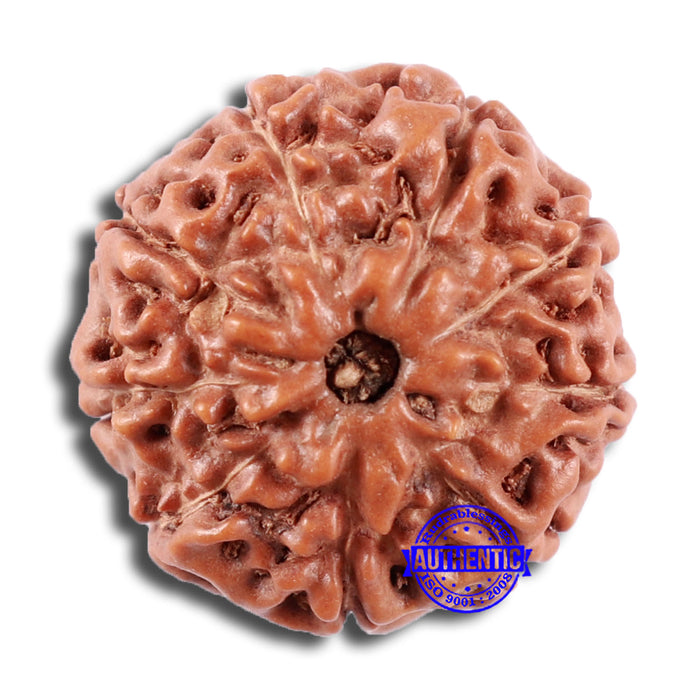 9 Mukhi Rudraksha from Indonesia - Bead No. 11