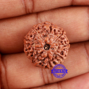 9 Mukhi Rudraksha from Indonesia - Bead No. 11