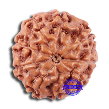 Load image into Gallery viewer, 9 Mukhi Rudraksha from Indonesia - Bead No. 12

